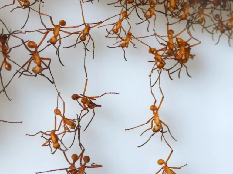Army Ants