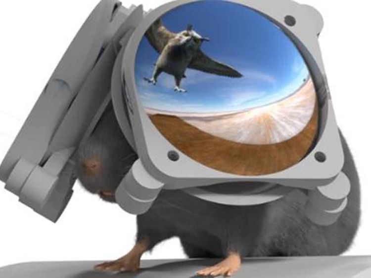 Immersive VR goggles for mice unlock new brain research potential